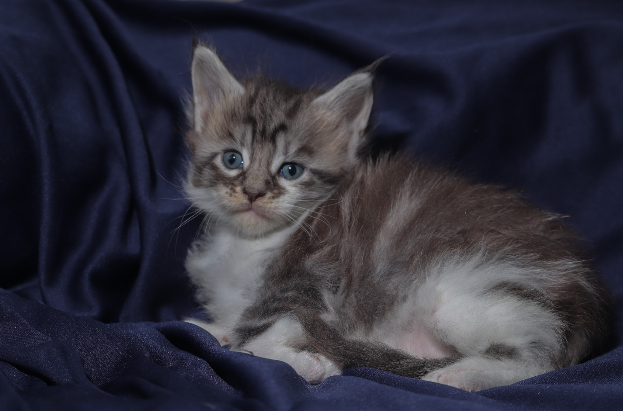 Filhote maine coon